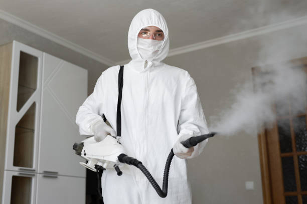 Best Basement Mold Removal in Streamwood, IL